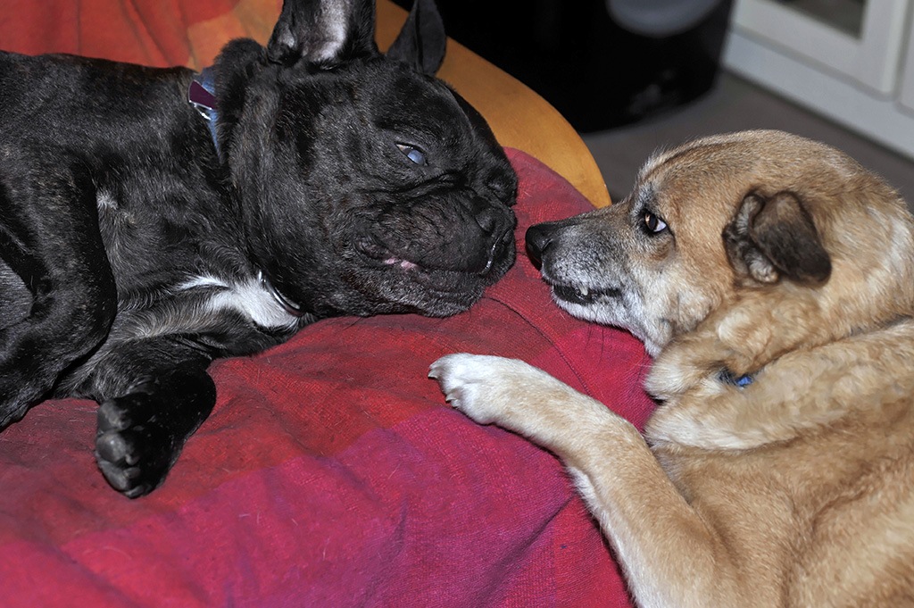Ludwig&amp;Lilly