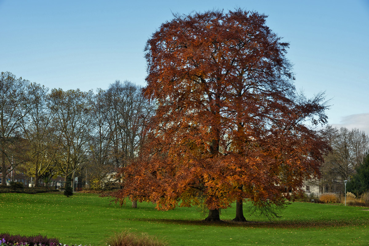 luisenpark rotbuche 1200