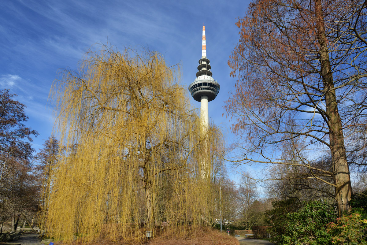 Luisenpark trauerweide 1200