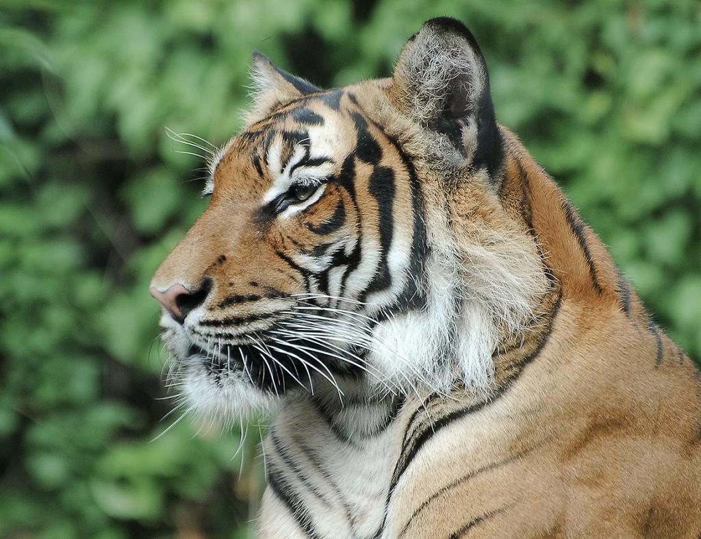 Lukas Tiger