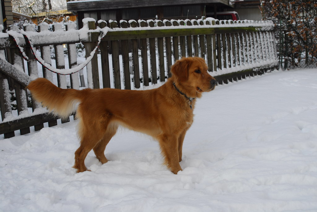 Luna im Schnee 003