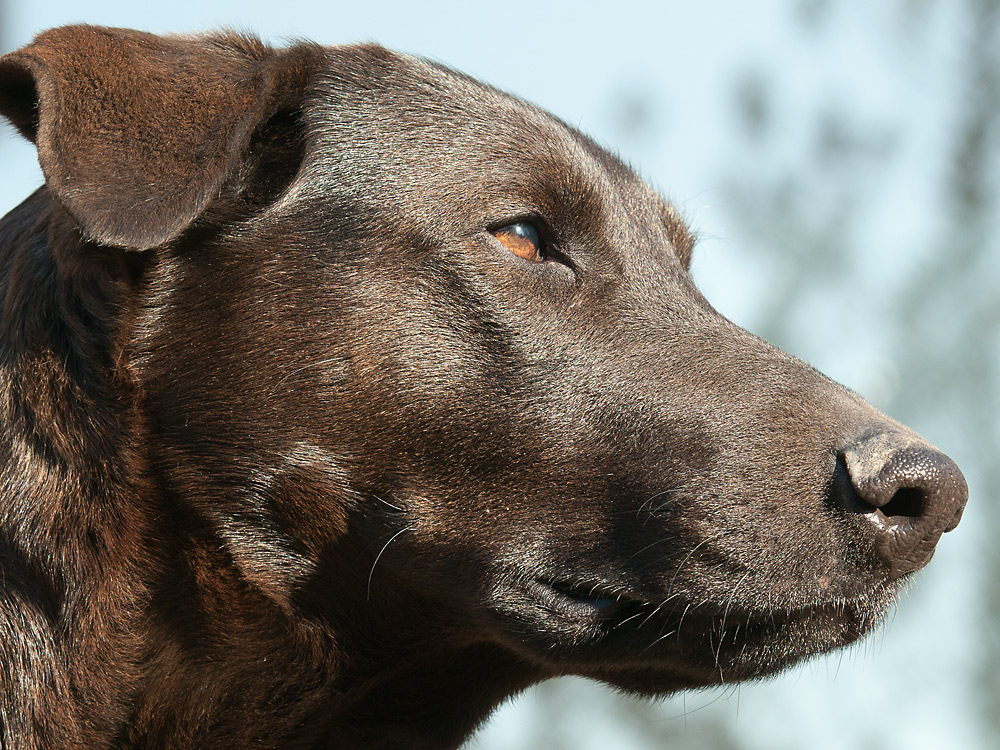Lupa guckt in die Sonne