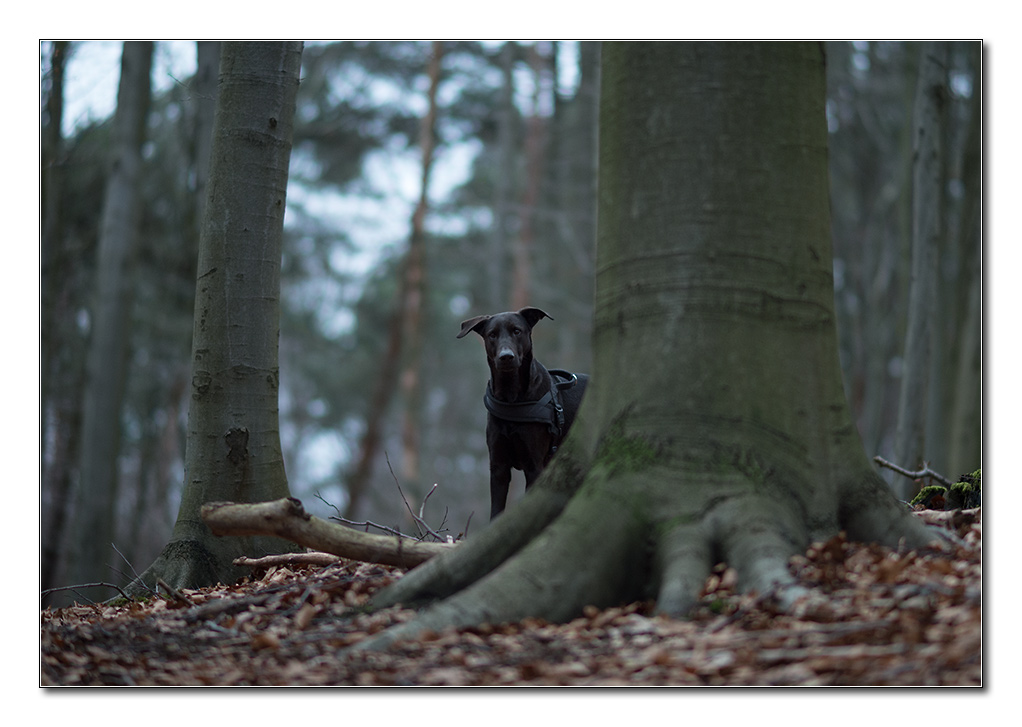 Lupa hinterm Baum