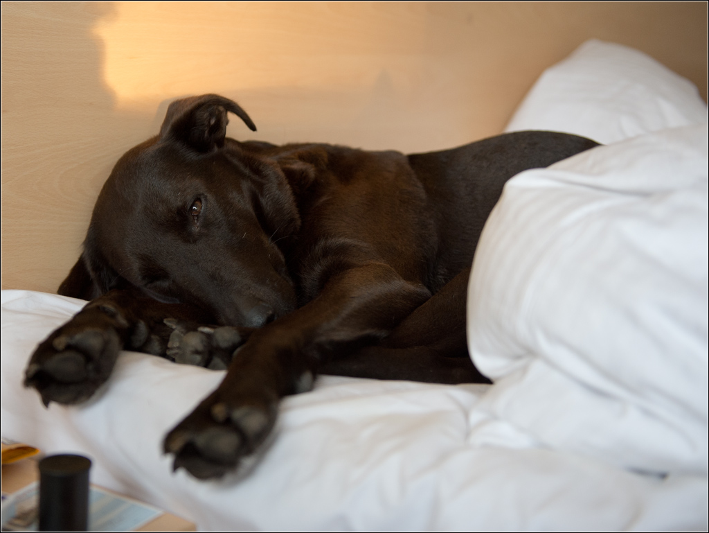 Lupa im Bett