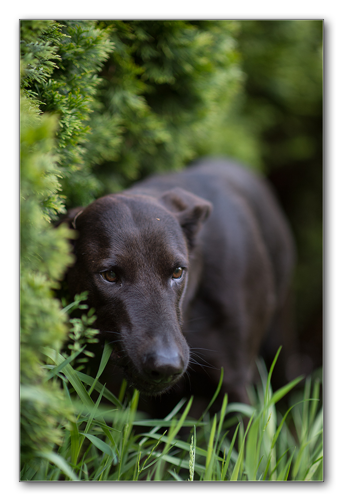 Lupa im Garten2