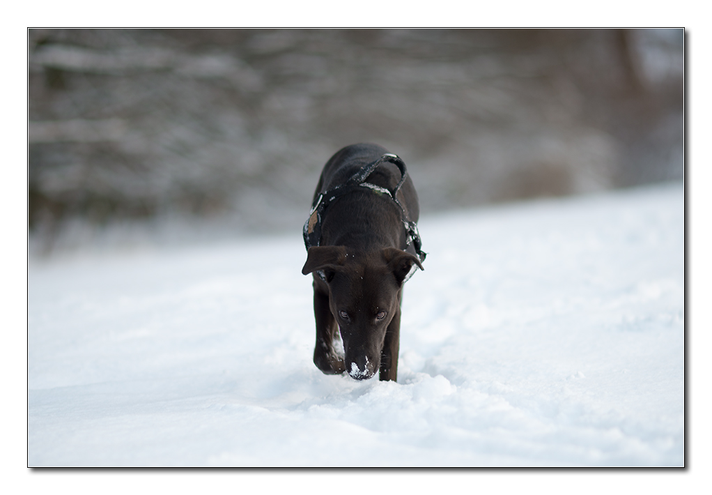 lupa im schnee