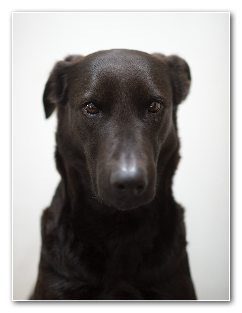 Lupa portrait