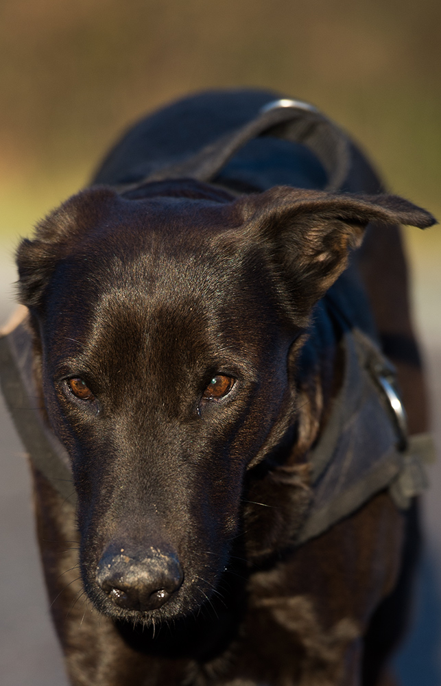 Lupa Portrait1