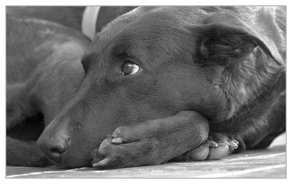 Lupa SW Juli 2011