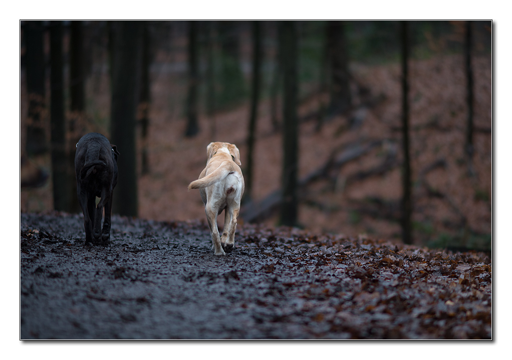 Lupa und Sina im Jan 2012