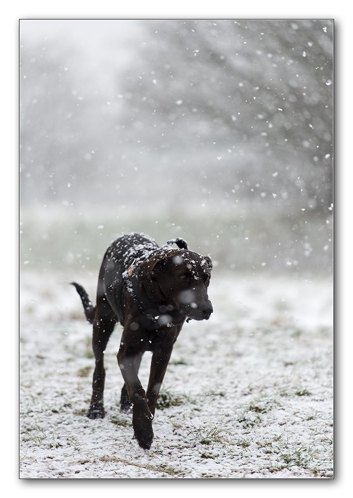 Lupi im Schnee