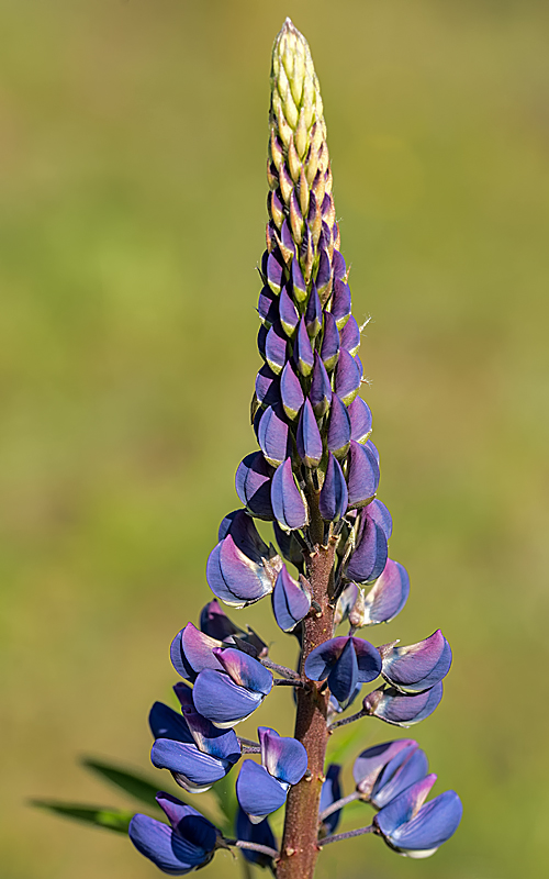 Lupine.jpg