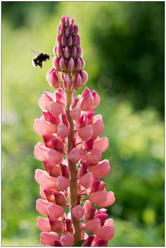 Lupine mit Besuch - 20170529 Schrebergarten