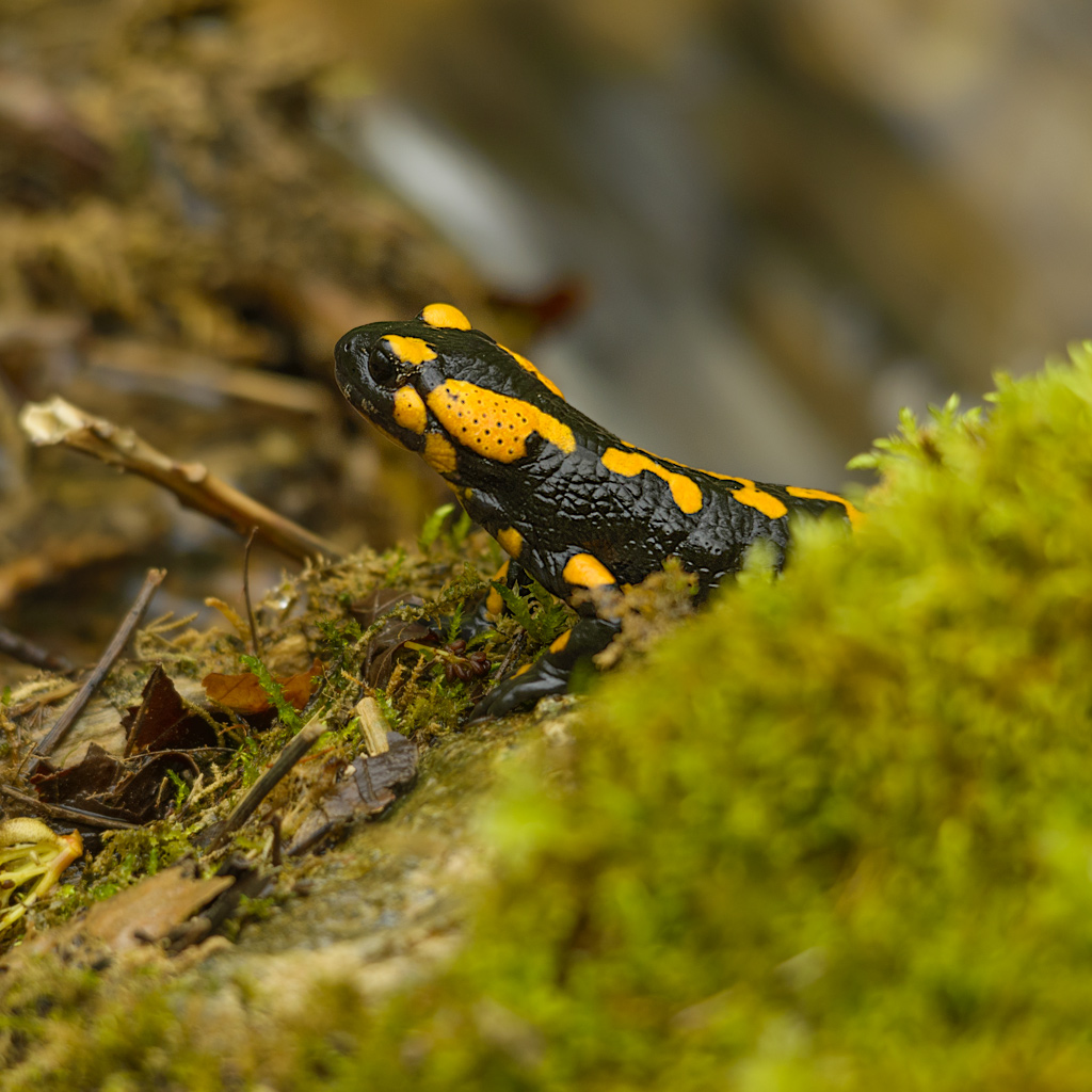 lurchi 006