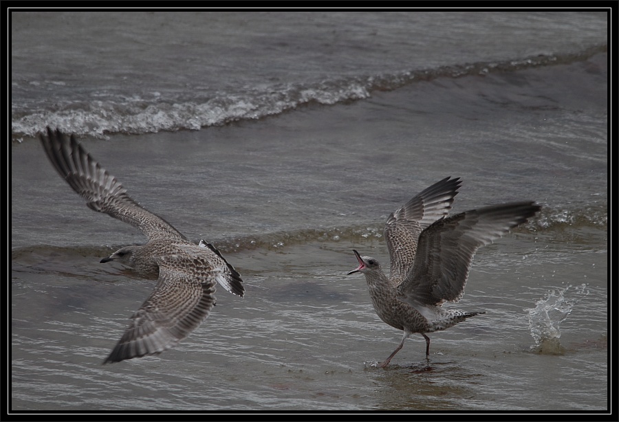 lyme regis 4