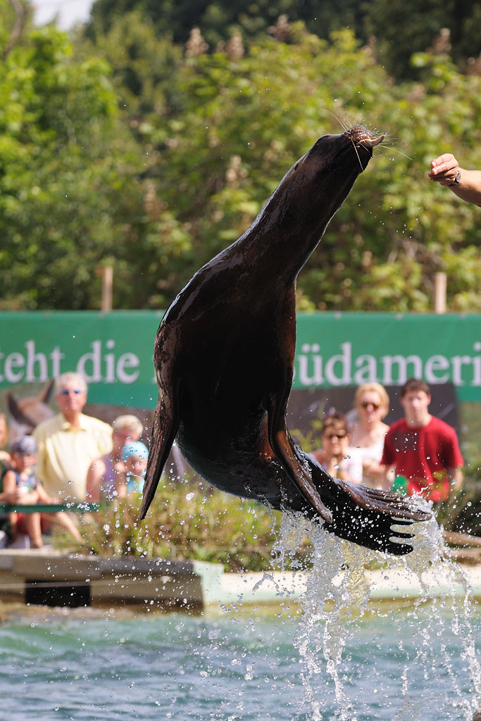 Mähnenrobbenfütterung 3