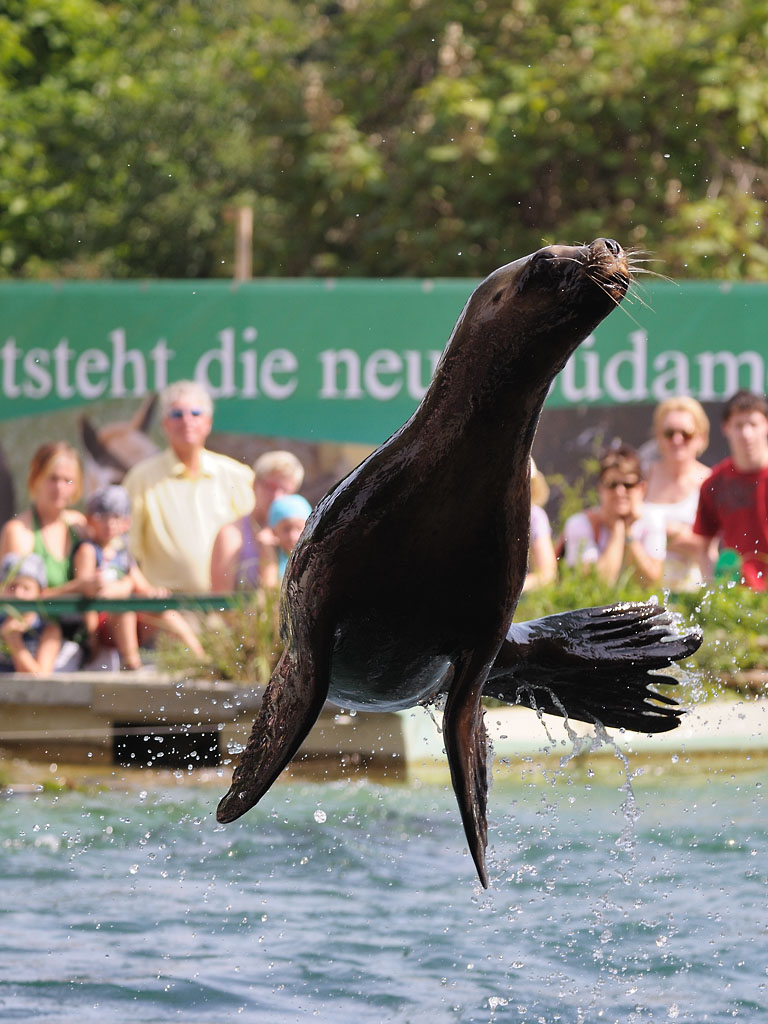 Mähnenrobbenfütterung 4