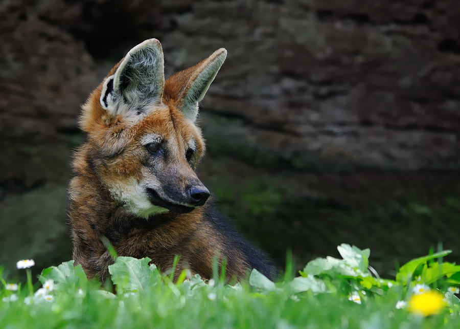 Mähnenwolf
Tiergarten Nürnberg