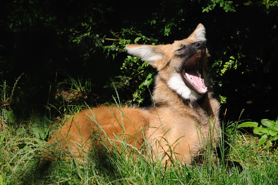 Mähnenwolf01