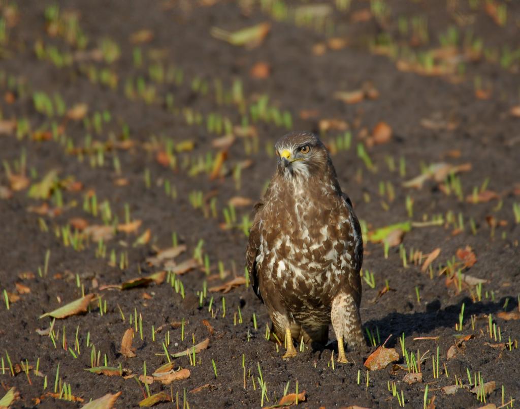 Mäusebussard 0006 02