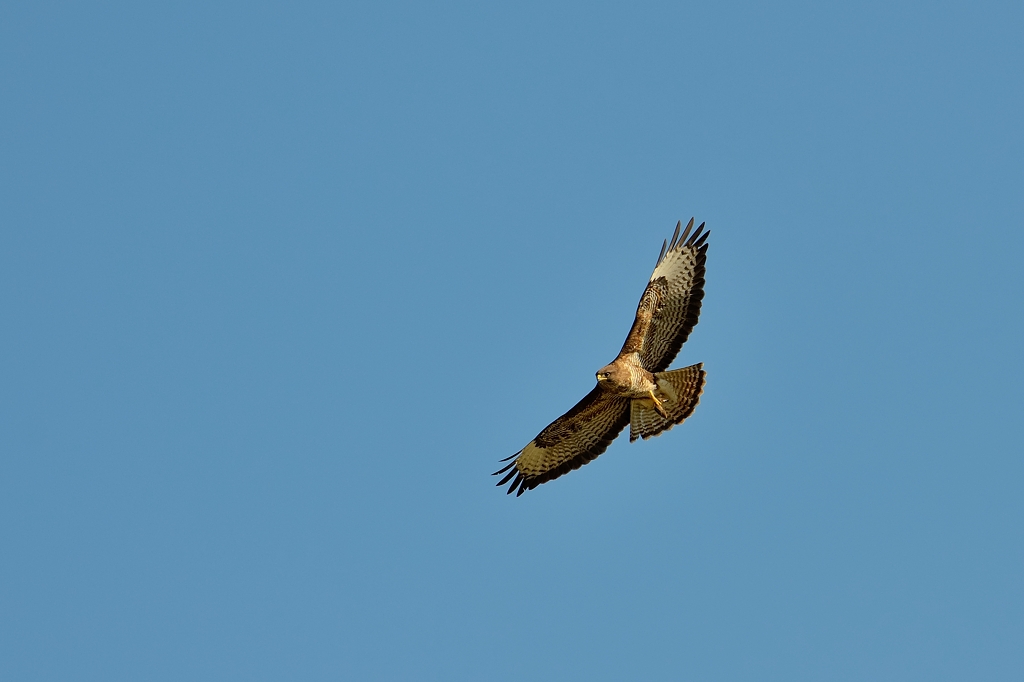 Mäusebussard 062014