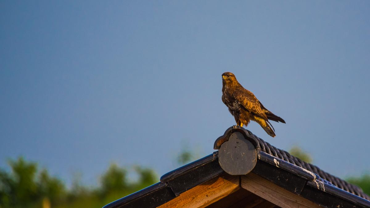 Mäusebussard 2