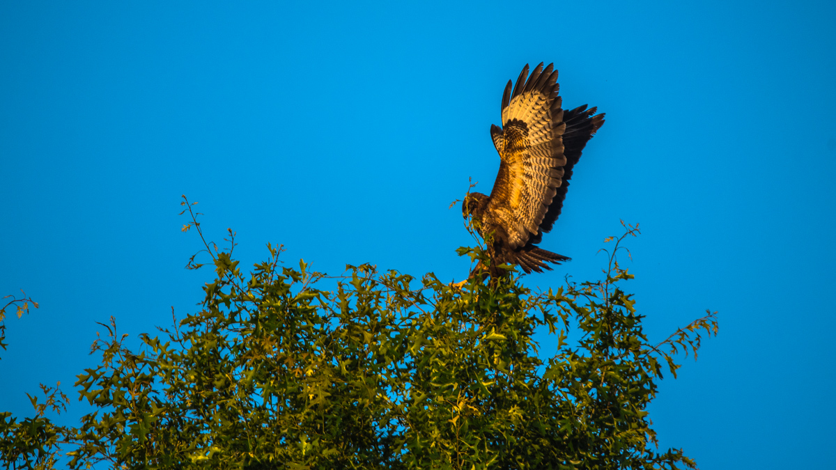 Mäusebussard 2