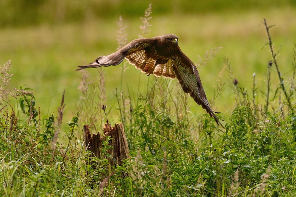 Mäusebussard 2015 11631