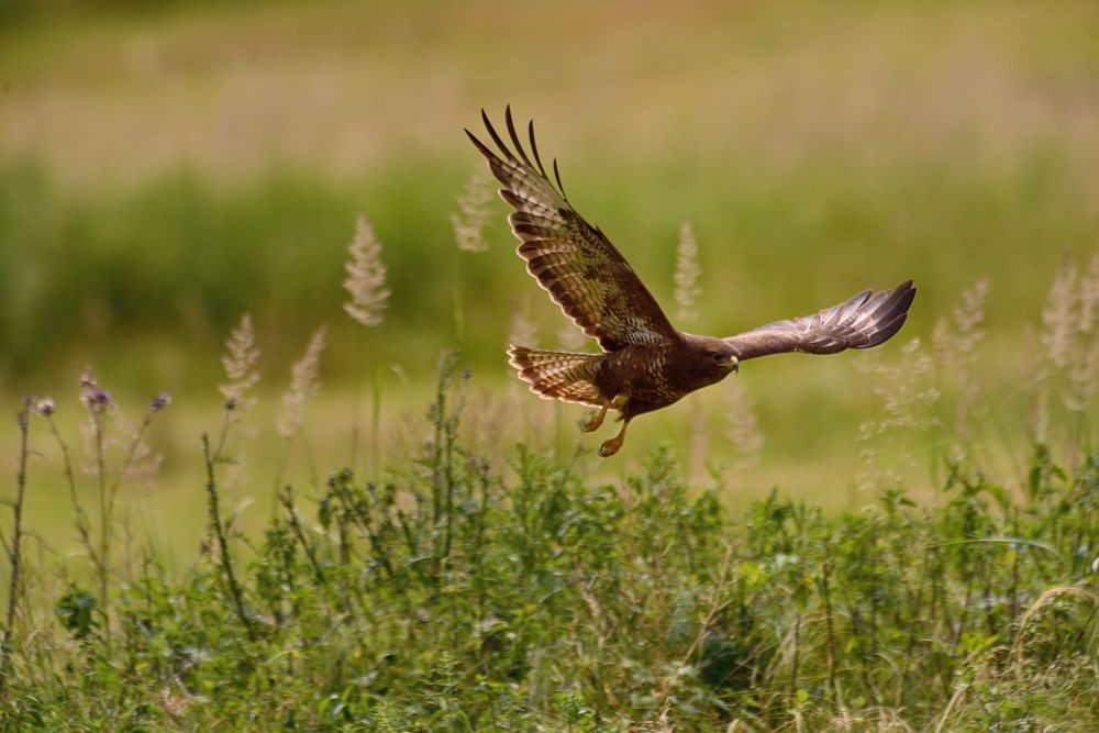 Mäusebussard 2015 11632