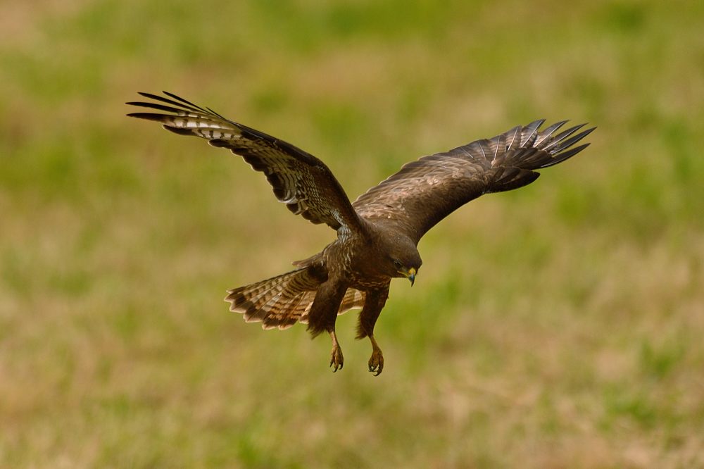 Mäusebussard 2015 11639