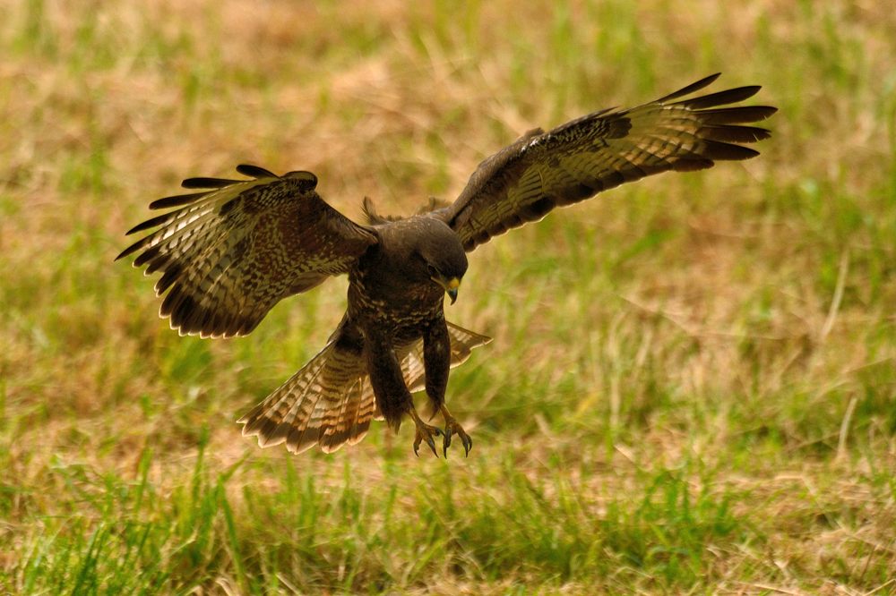 Mäusebussard 2015 11642