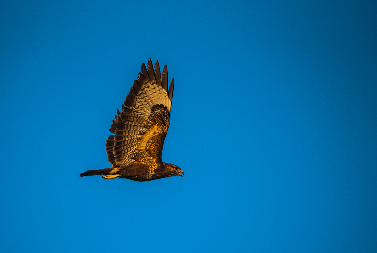 Mäusebussard 3