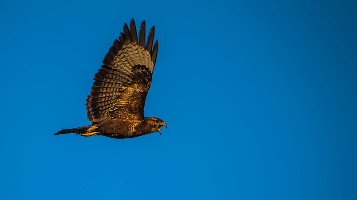 Mäusebussard 4