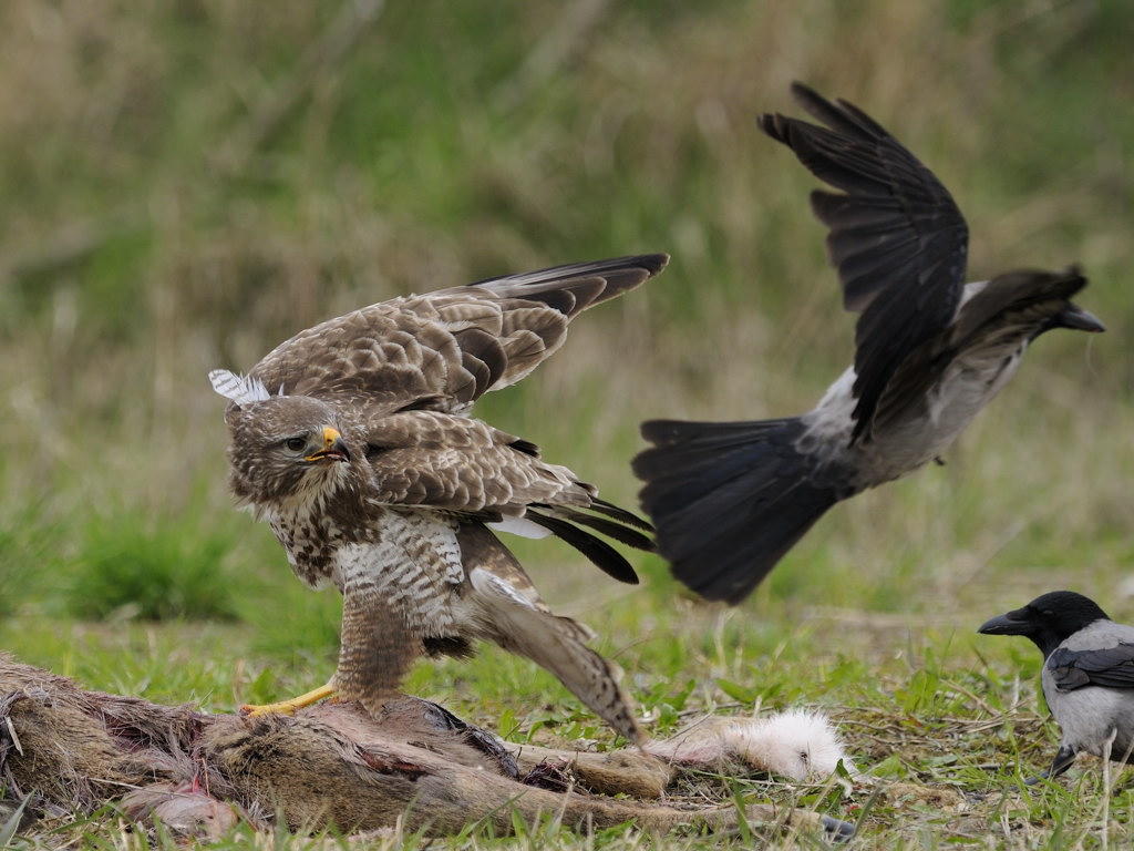 Mäusebussard 4779

vermutlich noch ein junger Greife, reagierte gelassen auf die Attacken der Aaskrähen