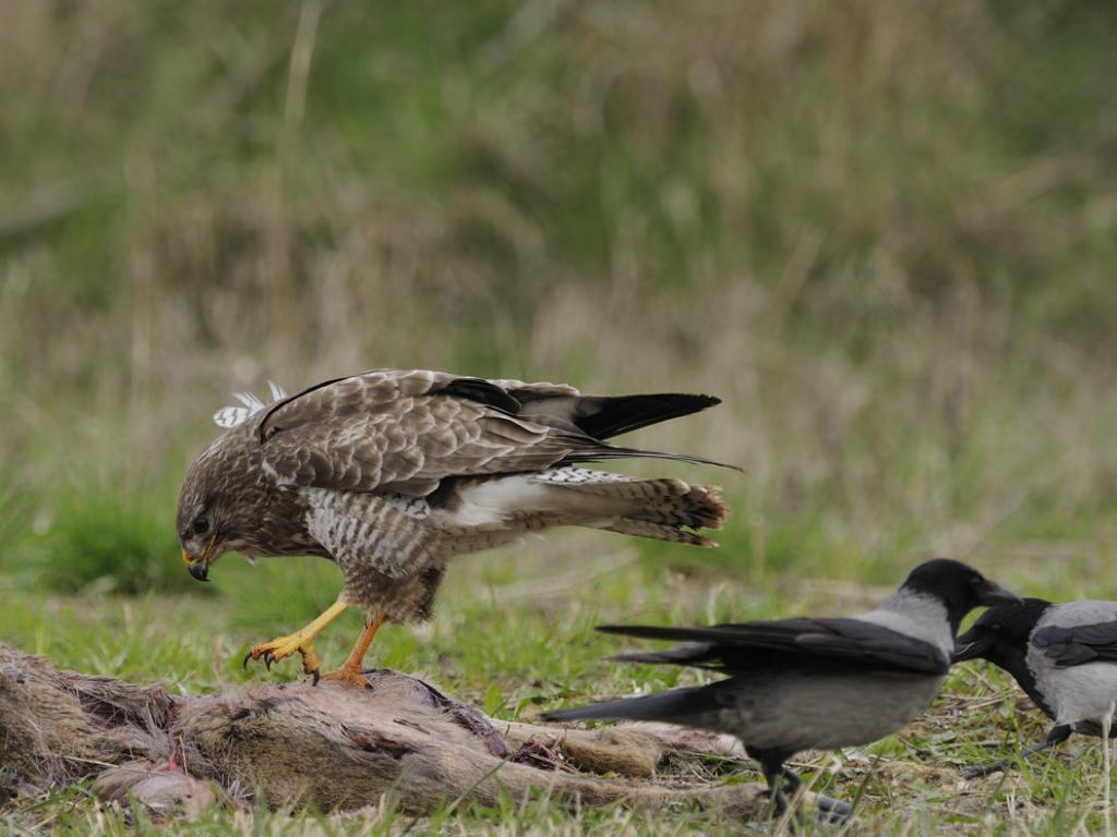 Mäusebussard 4782
vermutlich noch ein junger Greife, reagierte gelassen auf die Attacken der Aaskrähen