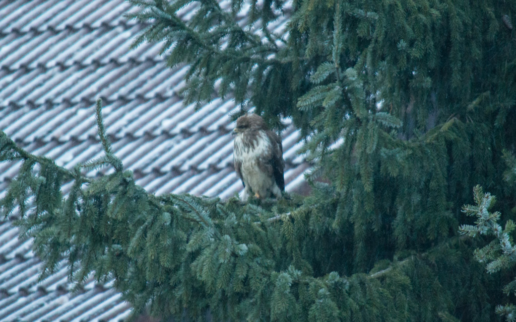Mäusebussard