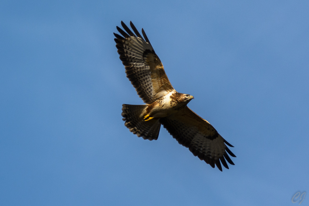 Mäusebussard