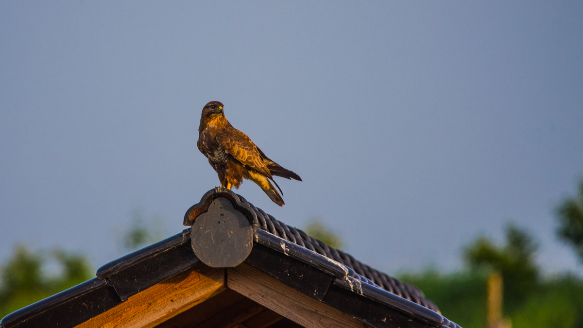 Mäusebussard