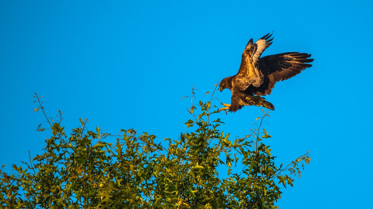 Mäusebussard