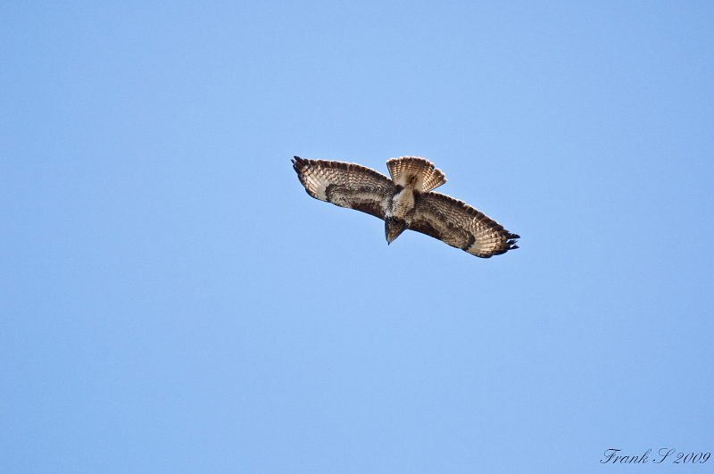 Mäusebussard1