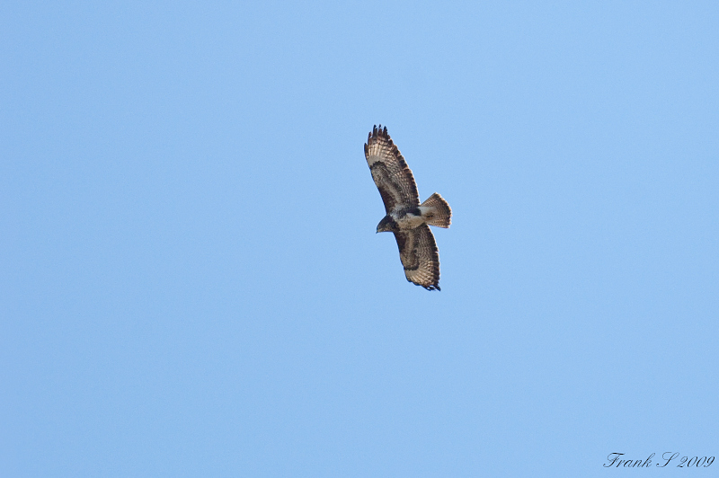 Mäusebussard2