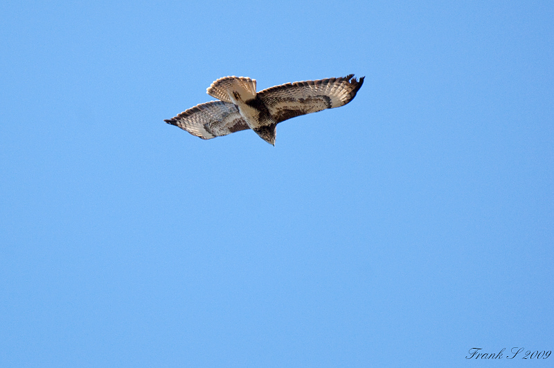 Mäusebussard3