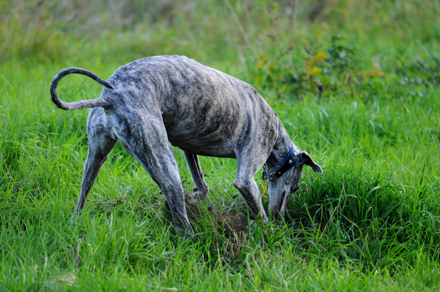 Mäusejagd II