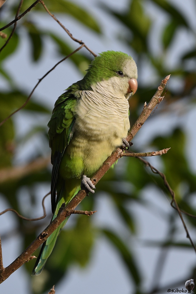 Mönchssittich (Monk Parakeet)

s612 PortoJofre MonkParakeet 0444 h
