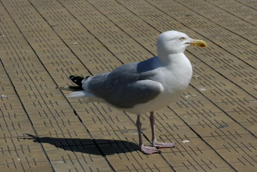 Möve 1