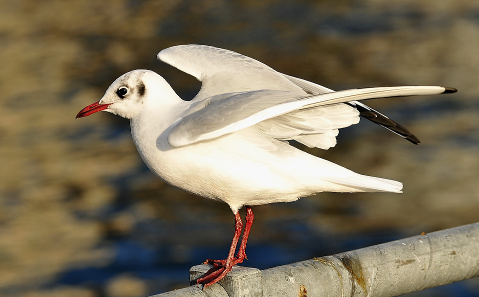 Möve 2