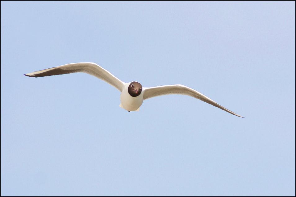 Möve auf Baltrum