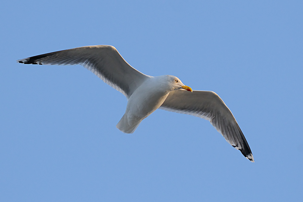 Möve im Flug (2) Sigma DG OS HSM 5-6.3/150-500 mm, ISO 800, 220mm, F/6.3, 1/1250sec, D300