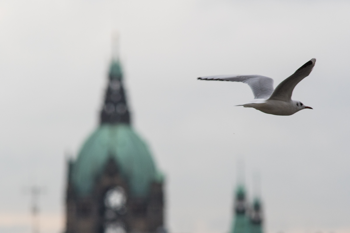 Möve und Rathaus, Hannover