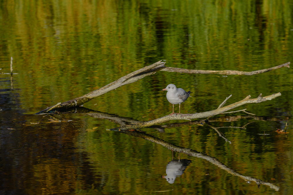 Möve